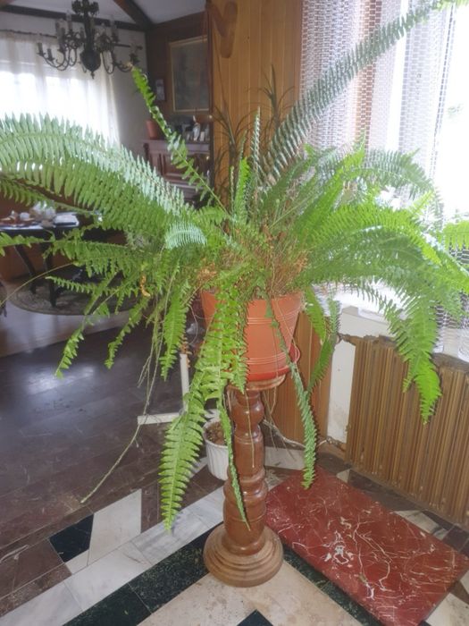 Paproć palrotka doniczkowa