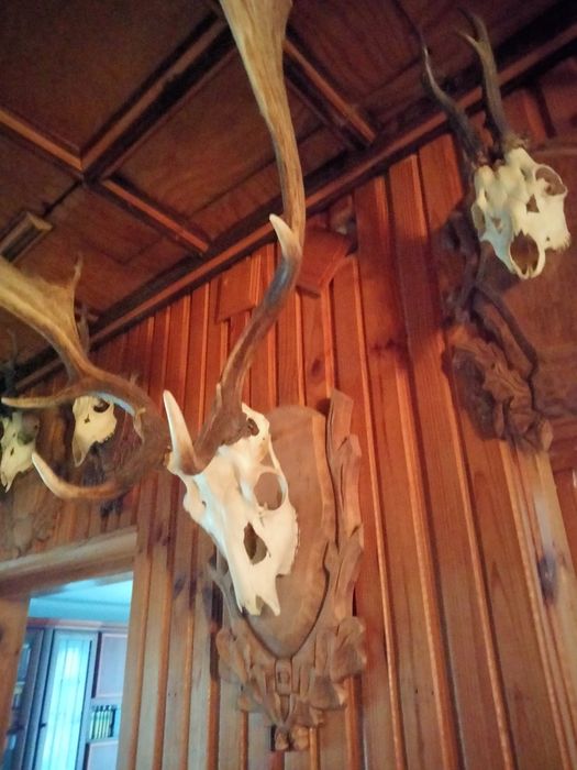 Poroża  i deski myśliwskie i inne