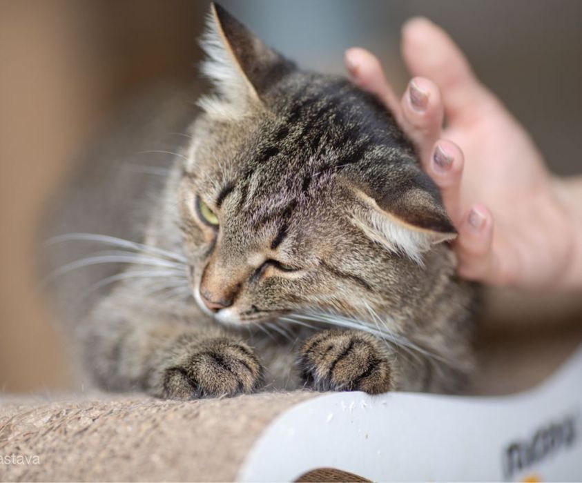Кошечка Табби, кошка 2 годика, полосаточка с прекрасным характером