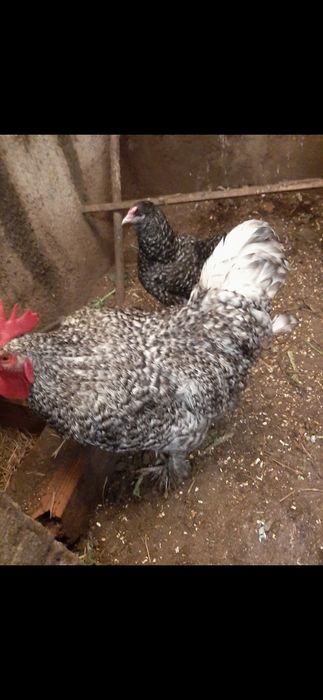 Ovos  malines para incubação