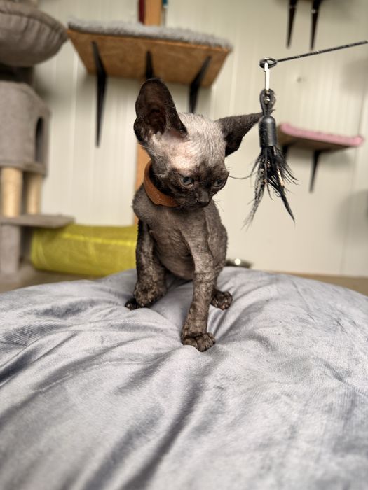 Devon rex kotek/kotka FPL