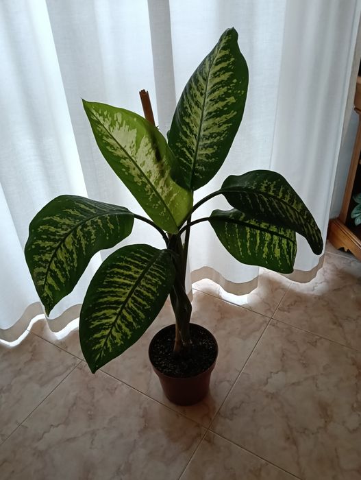 Planta natural trepadeira com 1 metro de altura