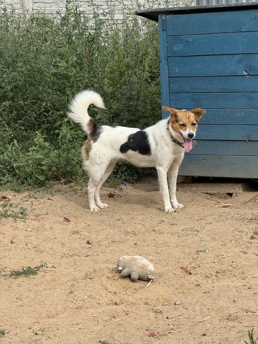Molly do adopcji