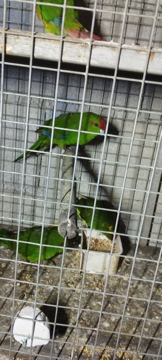 Vendo caturras e kakarakis