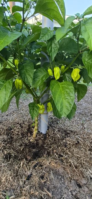 Planta habanero  para venda