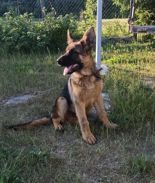 Owczarek niemiecki FCI
