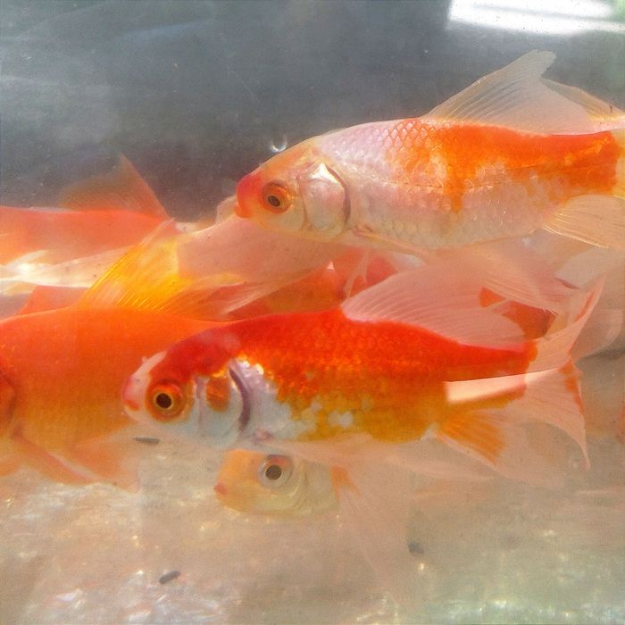 Золотые рыбки Комета, вуалевидный хвост. Рыбки в  пруд . Не тепличные