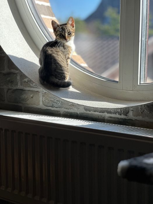 Котенок, кошечка  , 2,5 месяцев, ищет дом! Котята…отдам