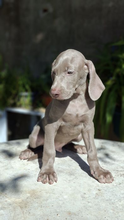 Weimaraner com lop