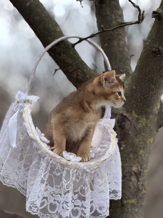 Высматриваем любьящих мам и пап