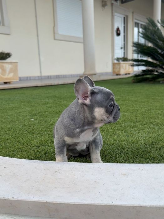 Bulldog francês  fêmea