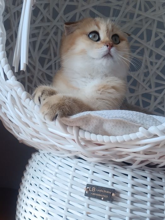 Муркотун чекає мамочку
