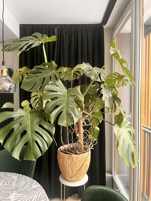 Monstera kwiatek duży