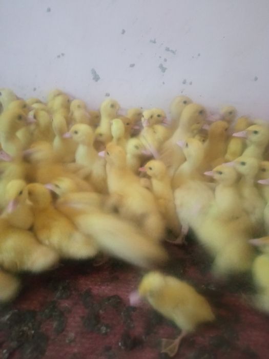 Продам (мускусные утята) Немецкая линия