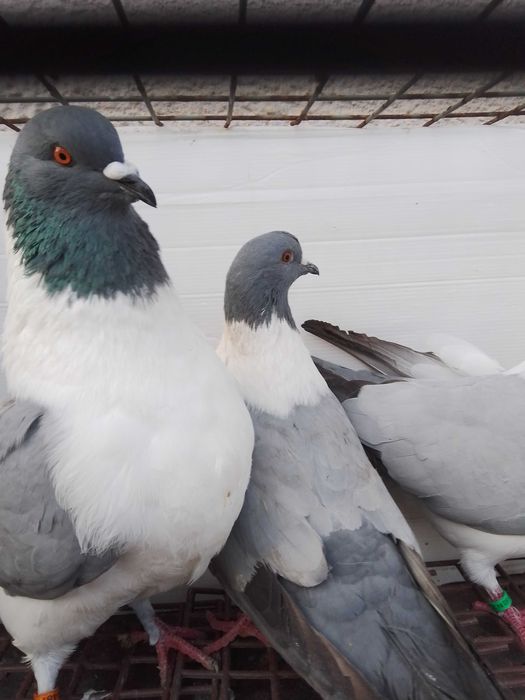 Gołębie ozdobne strassery niebieskie