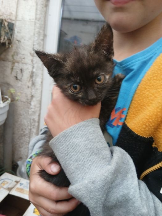 Віддам в добрі руки кошенят
