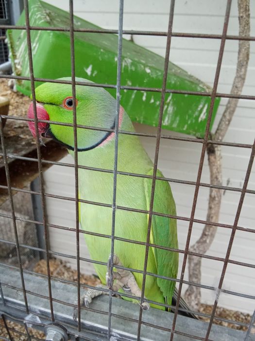 Casal de ring necks para despachar