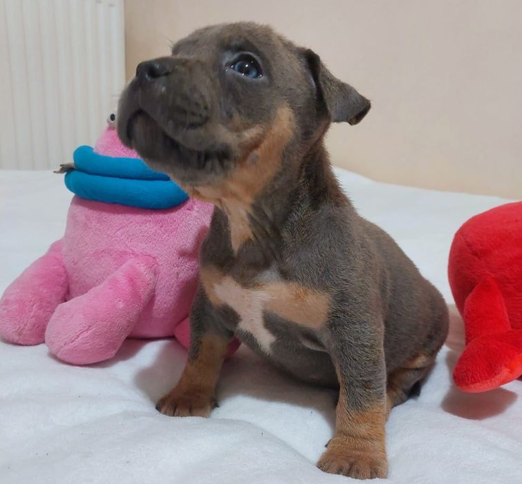 American bully suczka Bydgoszcz • OLX.pl