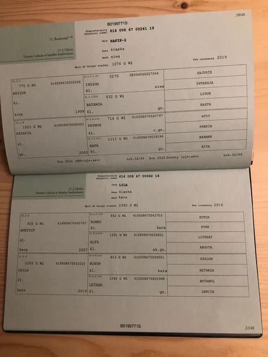 Ogierek czystej rasy śląskiej