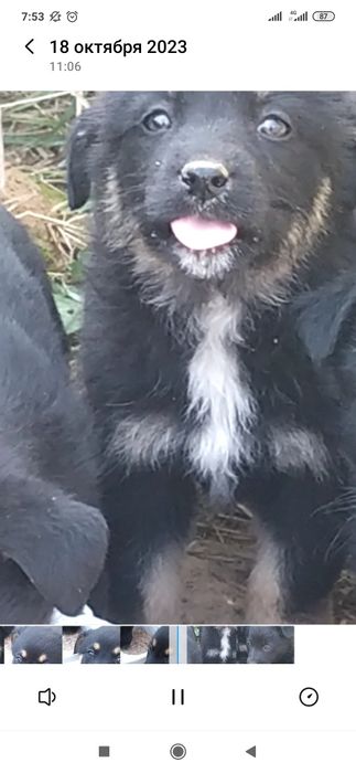 Отдам даром в хорошие руки щенков