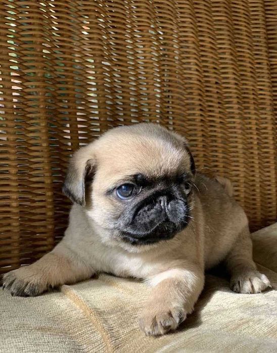 Pug Carlin  prontos para nova familia