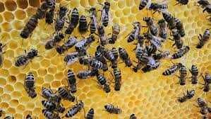 Pszczoły i Ule  Sprzedam