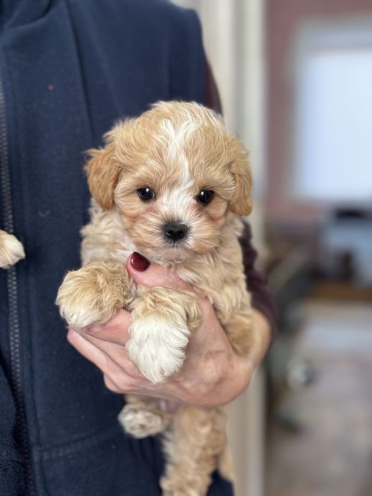 Мальтіпу ляльковий