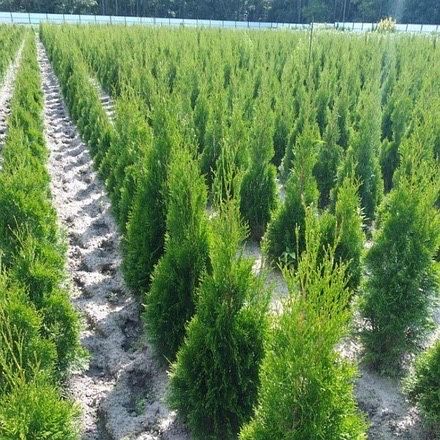 Туя Смарагд.