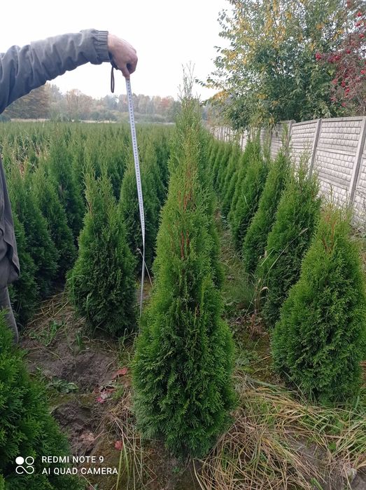 Tuja Szmaragd 160 cm Łódź ul. Henrykowska 13 A