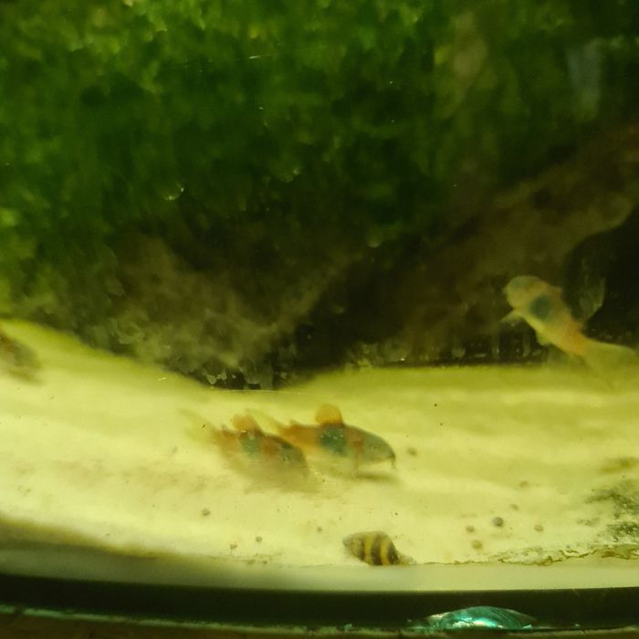 Kirys Wenezuela orange