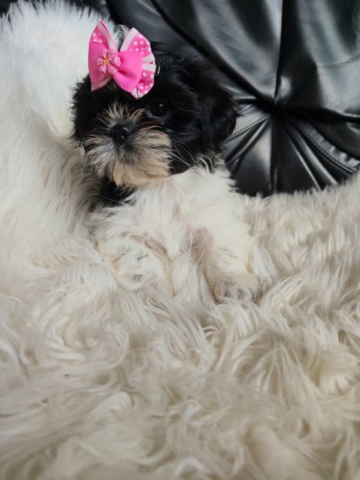 Szczeniak shih-tzu