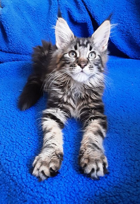 Мейн кун , 5 мес . Мальчик