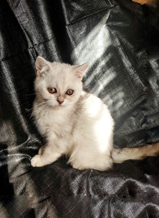 Кошенята британської сріблястої шиншили