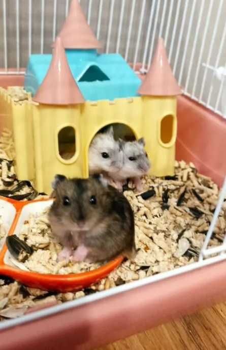 Хомяк джунгарський малечі