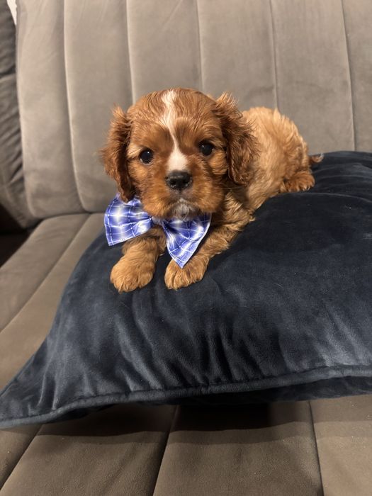 Cavalier king charles spaniel rubinowy.   REZERWACJA