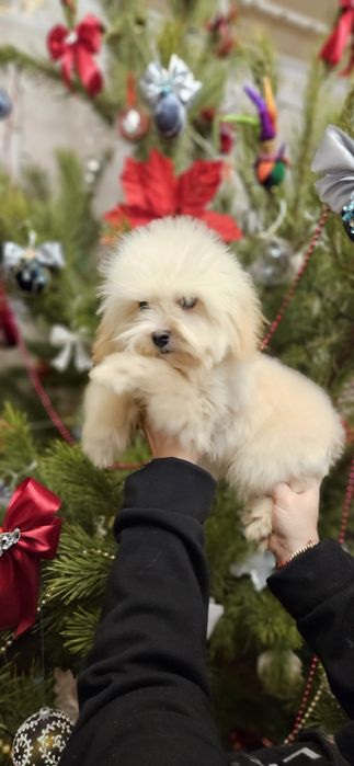 Мальчик  мальтипу 8 мес мини