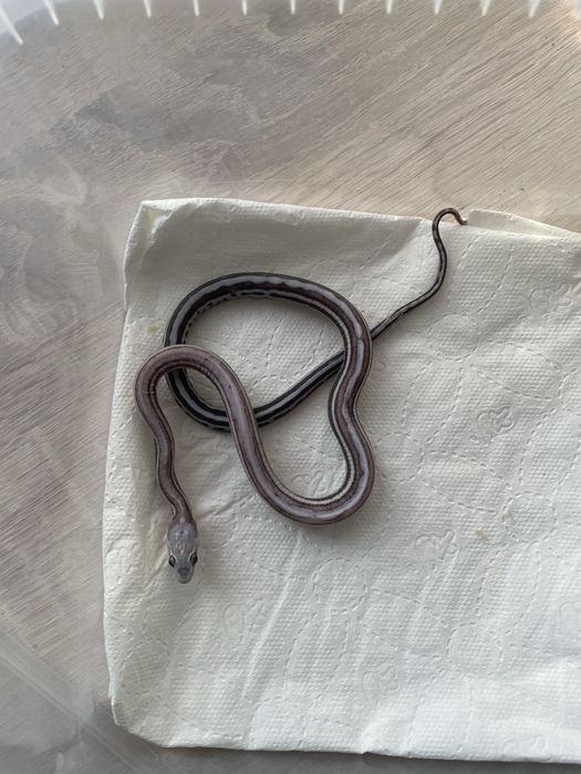Wąż zbożowy Anery Tessera Scaleless het Amel dostepne samce i samice
