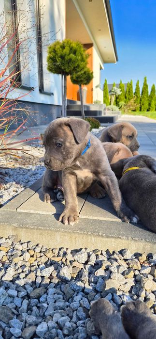 Piesek Cane corso rodowodowy