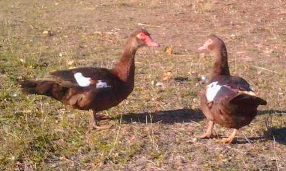 Інкубаційне яйце Мускуна качка індокачка шипуни мускусні качки каченят