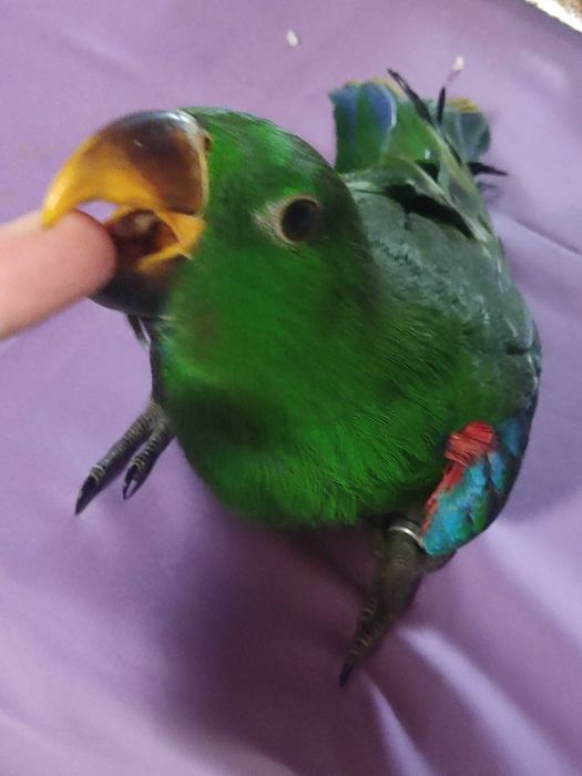 Papagaio  ecletus macho domesticado