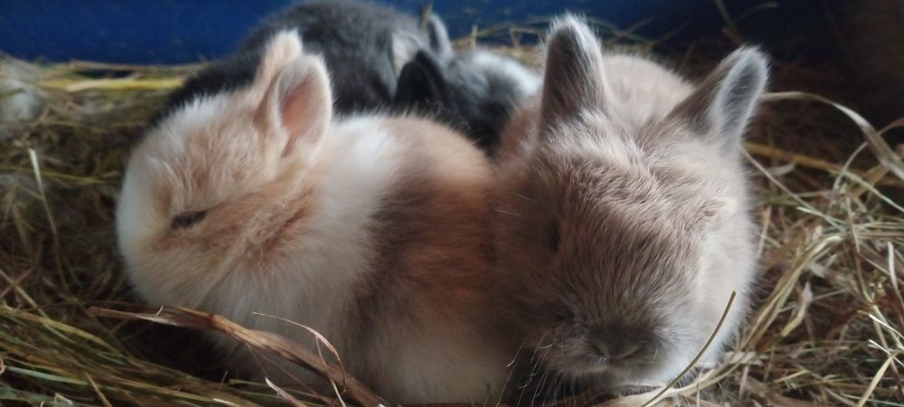 Декоративные Минни кролики