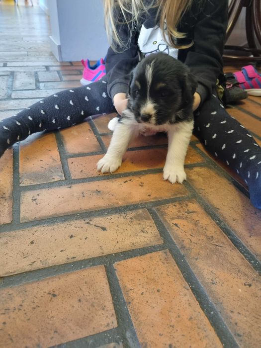 Oddam za darmo pieski