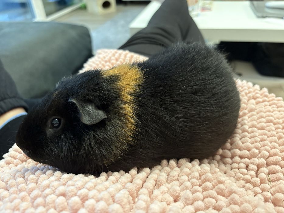 Świnka morska samczyk Teddy roczna