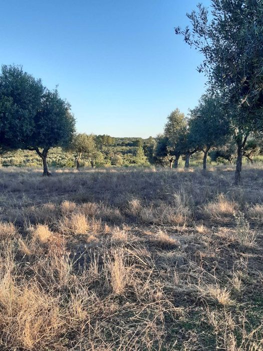 Quinta 32 hectares  Beira Baixa