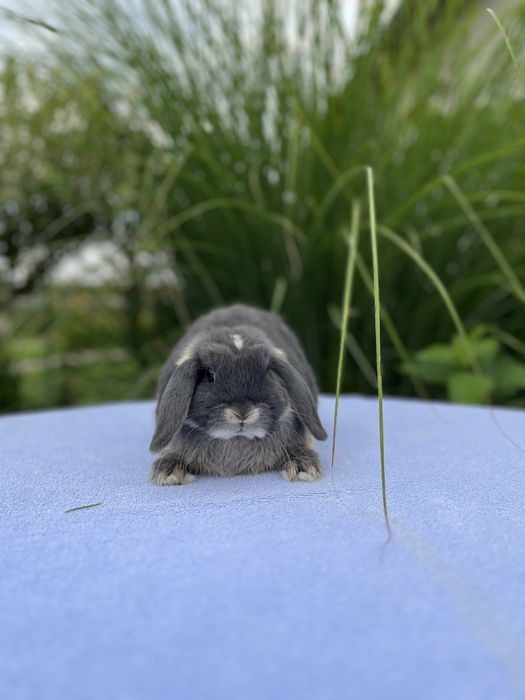 Дівчинка NHD.Породиста.Карликові кролики