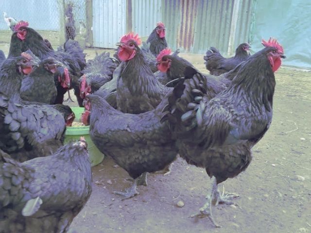 Яйце на інкубацію. Високий заплід. Джерсійський гігант: Чорний, Білий.