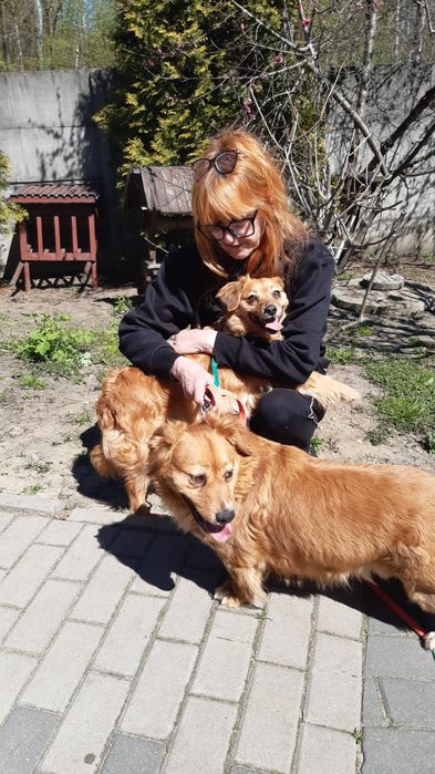 Śliczne 2 sunie wspólnie do adopcji ze schroniska.