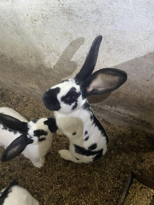 Кролики німецький строкатий