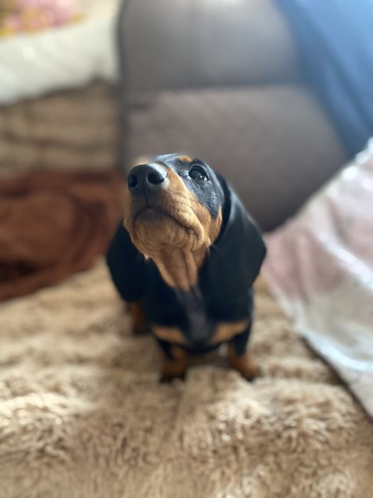 Чорно підпала такса дівчинка