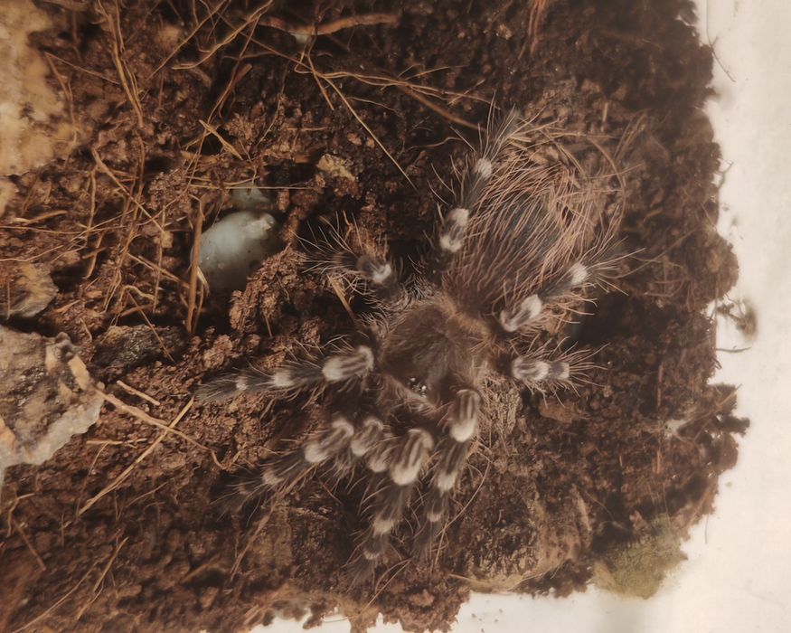 Pająk ptasznik Athantoscuria Geniculata 2DC